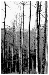 Bosque de Irati 1993